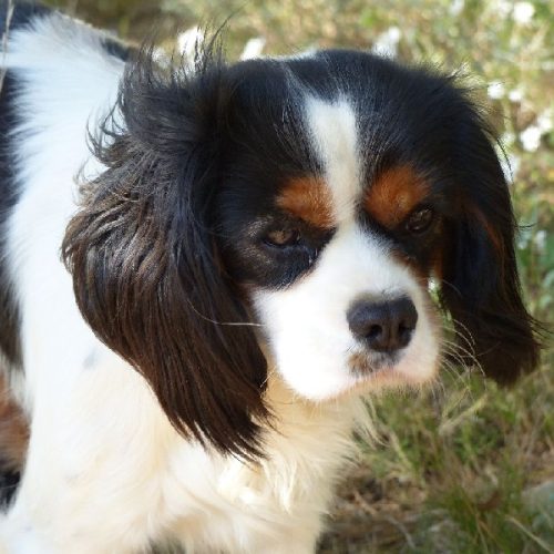 chiens-Cavalier-King-Charles-Spaniel-7491eb9e-2c26-d774-d127-ee87f4d05d3c